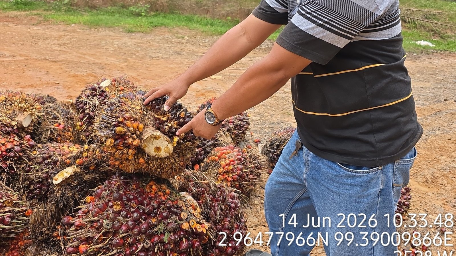 Sorotan terhadap Operasional Kebun Bukit Lima, Publik Desak Manajemen PTPN IV Regional II Berikan Klarifikasi
