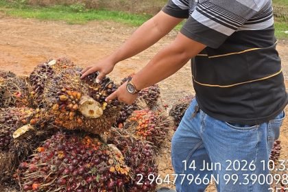 Sorotan terhadap Operasional Kebun Bukit Lima, Publik Desak Manajemen PTPN IV Regional II Berikan Klarifikasi